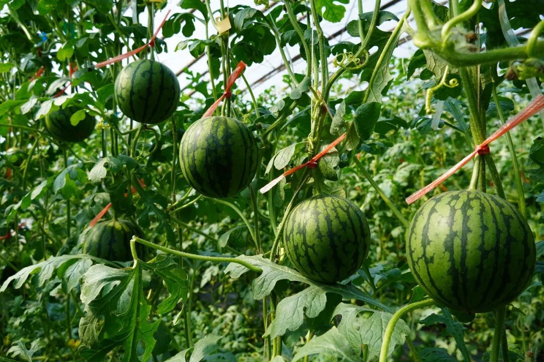 7fe892bf00be475293245a5ca2f53447