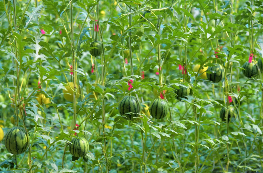 662b172f2852438b87dcb8fa0b028e19