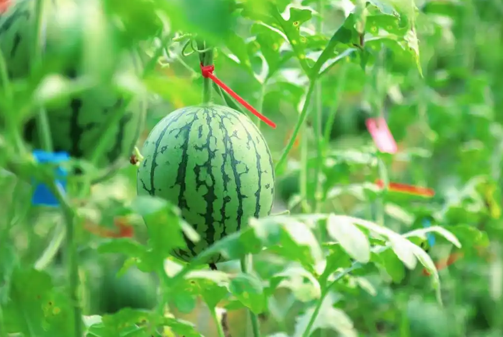 e3f08436c87b49898b63e4c92cd94bdc